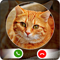 Cat video call