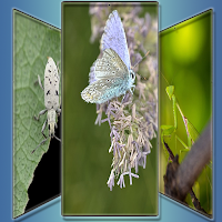 Wild Wonders: Insects