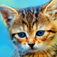 Cute Cat Wallpaper Offline HD