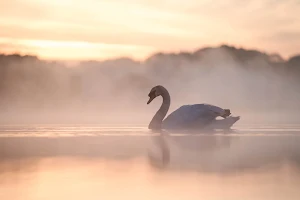 Mute Swan Wallpapers Screenshot 3