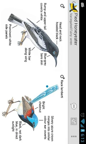 Morcombe's Birds of Australia Screenshot 3