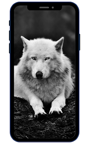 Wolf Wallpapers Screenshot 2