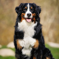 Bernese Mountain Dog Wallpaper