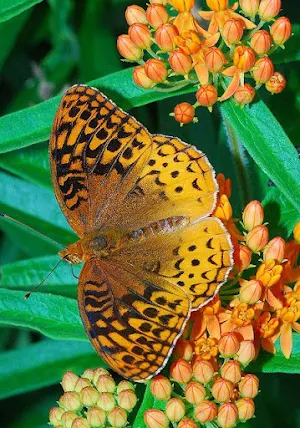 Spangled Butterfly Wallpapers Screenshot 2