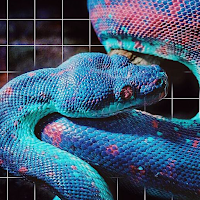 Aesthetic Snakes Wallpaper 4K