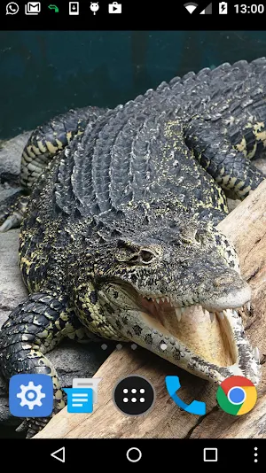 alligator wallpaper Screenshot 1
