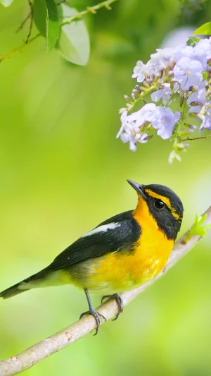 Beautiful Birds Wallpapers Screenshot 3