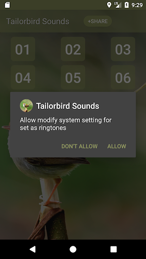 Tailorbird Sounds Screenshot 2