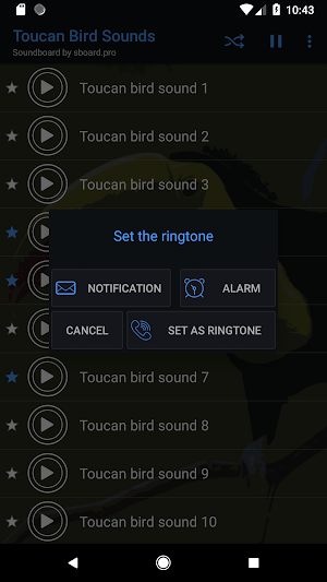 Toucan bird sounds ~ Sboard.pro Screenshot 2