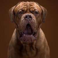 Mastiff Dogs Wallpapers