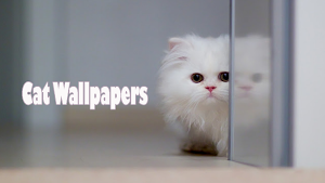 cat wallpaper Screenshot 1