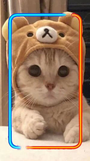 Amazing Cute Cat Wallpaper Screenshot 0