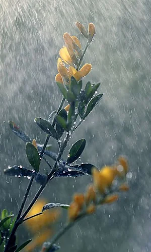 Rain Video Wallpapers Screenshot 0