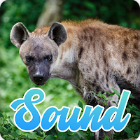 Hyena Sounds Effect