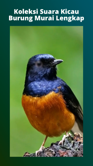 Kicau Burung Murai Mp3 Screenshot 1