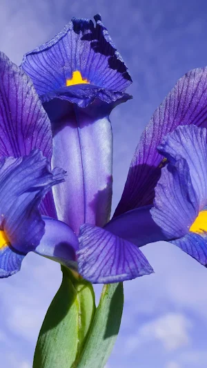 Iris Reticulata Wallpaper Screenshot 0