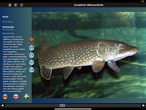 Europäische Süßwasserfische Screenshot 0