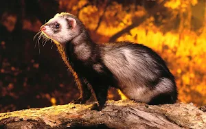 Ferret Wallpapers Screenshot 2