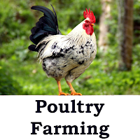 Poultry Farming Guide