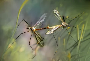 Mosquito Sound Prank screenshot 4