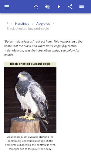 Hawks Screenshot 3