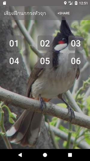 Red-whiskered bulbul Song Screenshot 0