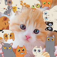 Lovely Cat Photo Frames