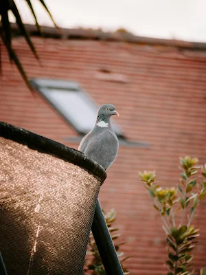 Pigeon Wallpapers Screenshot 0