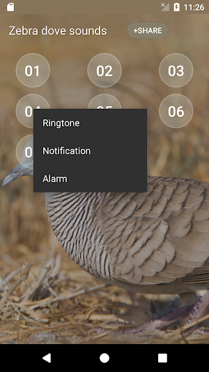 Zebra dove Sound Screenshot 2