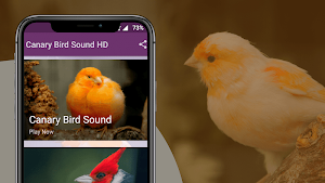 Canary Bird Sounds - Canary Singing sounds Screenshot 0