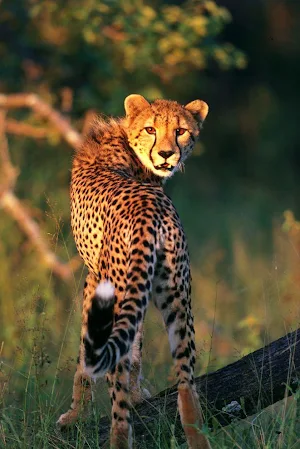 Cheetah Wallpapers HD Screenshot 0