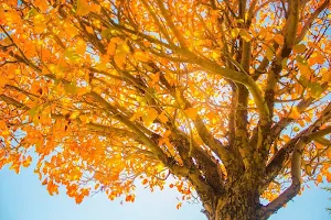 Seasons wallpapers Screenshot 3