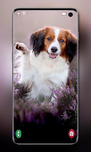 Dog Wallpaper Screenshot 1