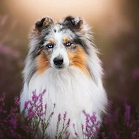 Sheltie dog Wallpapers