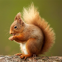 Squirrel Hunting Calls