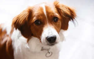 Border Collie Dog Wallpapers Screenshot 2