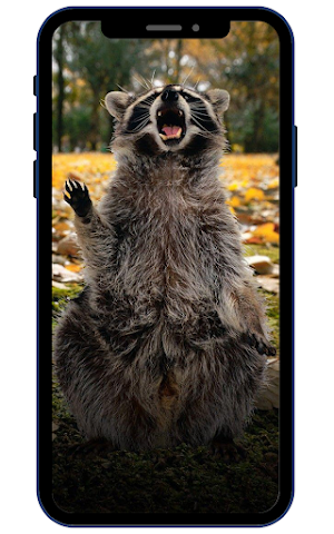 Raccoon Wallpapers Screenshot 2