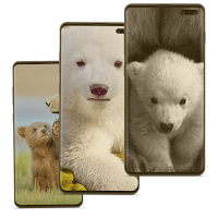 Cute Baby Bear Wallpaper HD