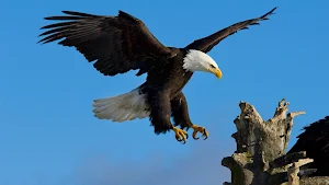 Bald Eagle Wallpaper HD Screenshot 1