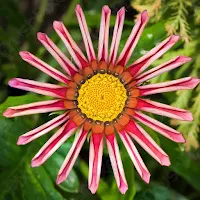 Gazania Wallpapers