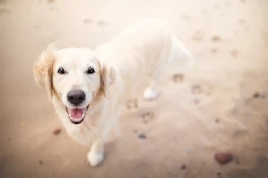 Golden Retriever Wallpaper HD Screenshot 1