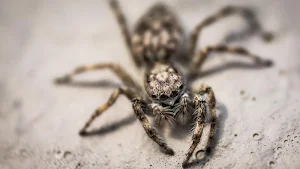 Spider wallpapers Screenshot 2