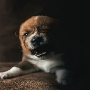 Dog Growling Sounds Screenshot 0