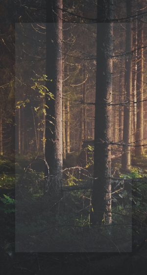Forest Wallpapers 4K Screenshot 2