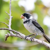 Canto do Golinha