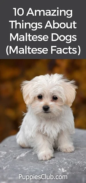Maltese Dog Wallpapers Screenshot 2