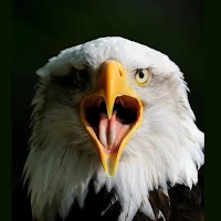 Escape The Eagle