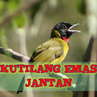 Suara Gacor Kutilang Emas