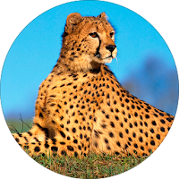 Cheetah (Animal) Sounds