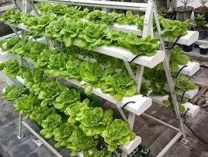 Hydroponic Design Screenshot 1